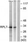 RPL7 / L7 Antibody (aa199-248)